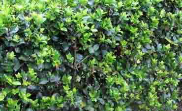 Close-up van een Osmanthus Burckwoodii haag met kleine, ovale donkergroene bladeren en lichtgroene jonge scheuten