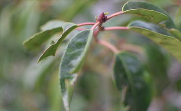 Close-up van een Prunus Lusitanica met glanzende, leerachtige groene bladeren en dicht gebladerte