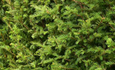 Close-up van een dichte Taxus Baccata haag met frisse, fijnnaaldige donkergroene takken